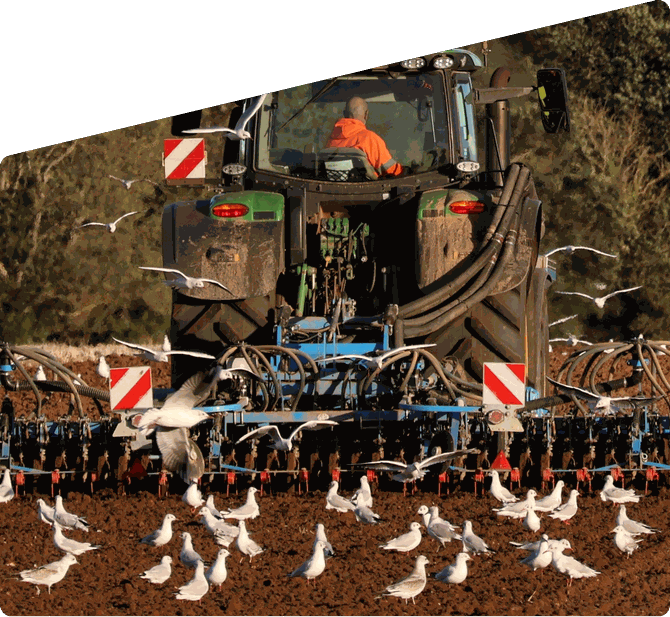 Tractor drilling a field, followed by gulls