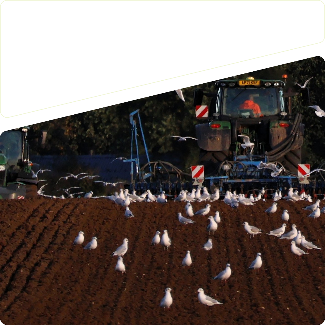 Tractors drilling a field, surrounded by gulls