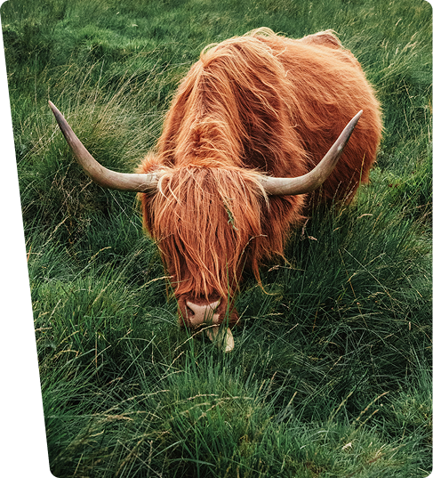 Highland Coos