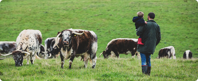 Sheep