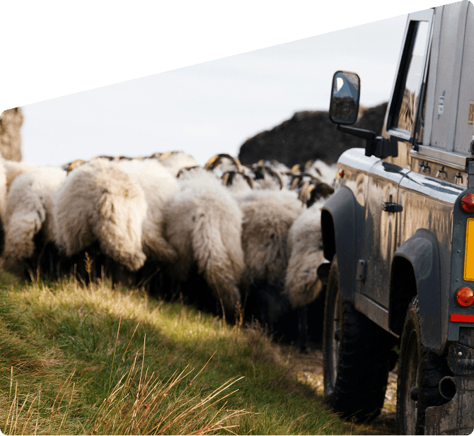 Sheep