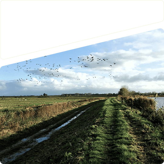 Nice field