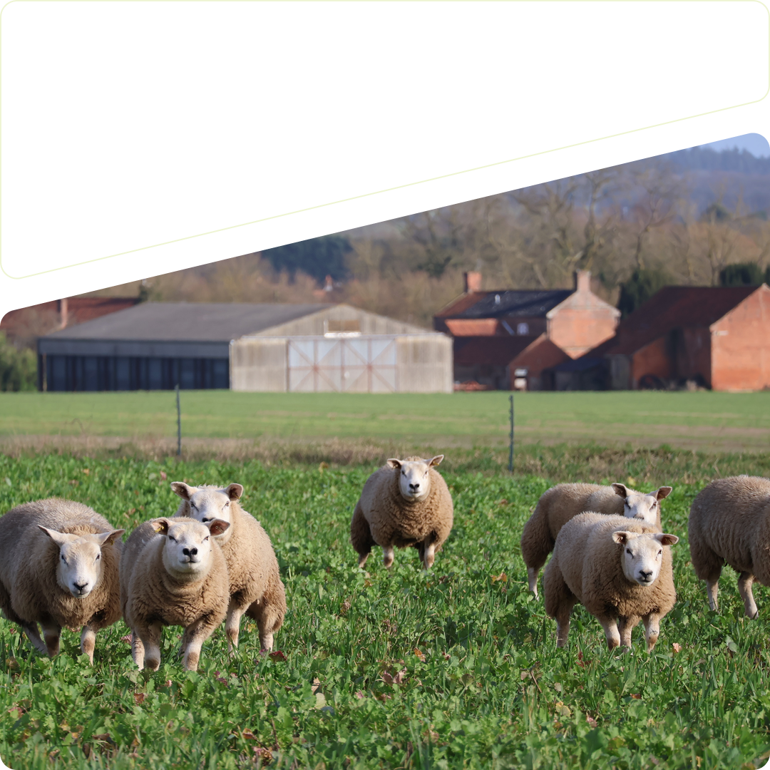 Grazing sheep