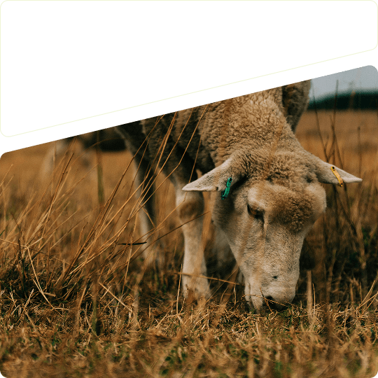 A single sheep grazing