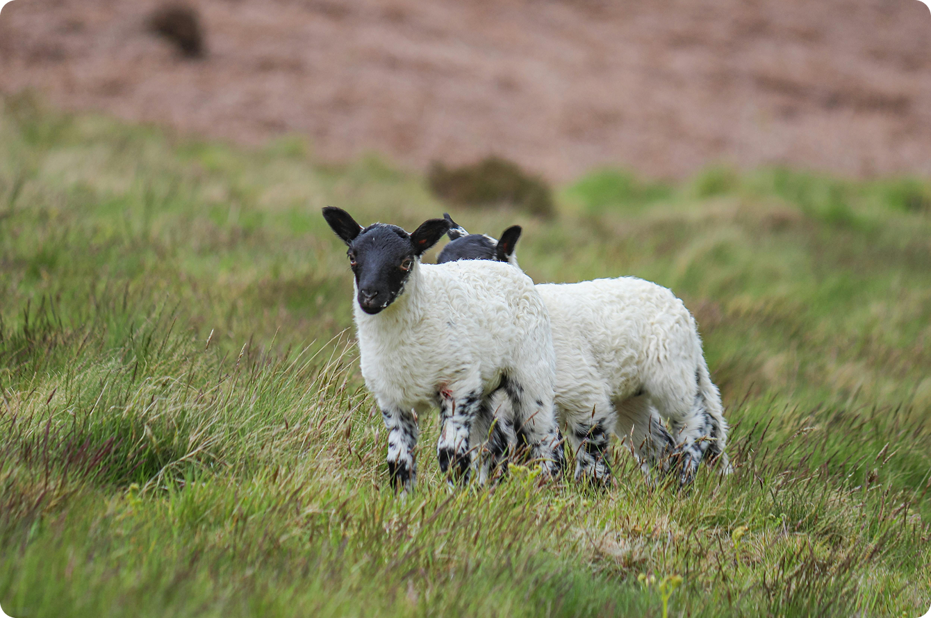 Sheep