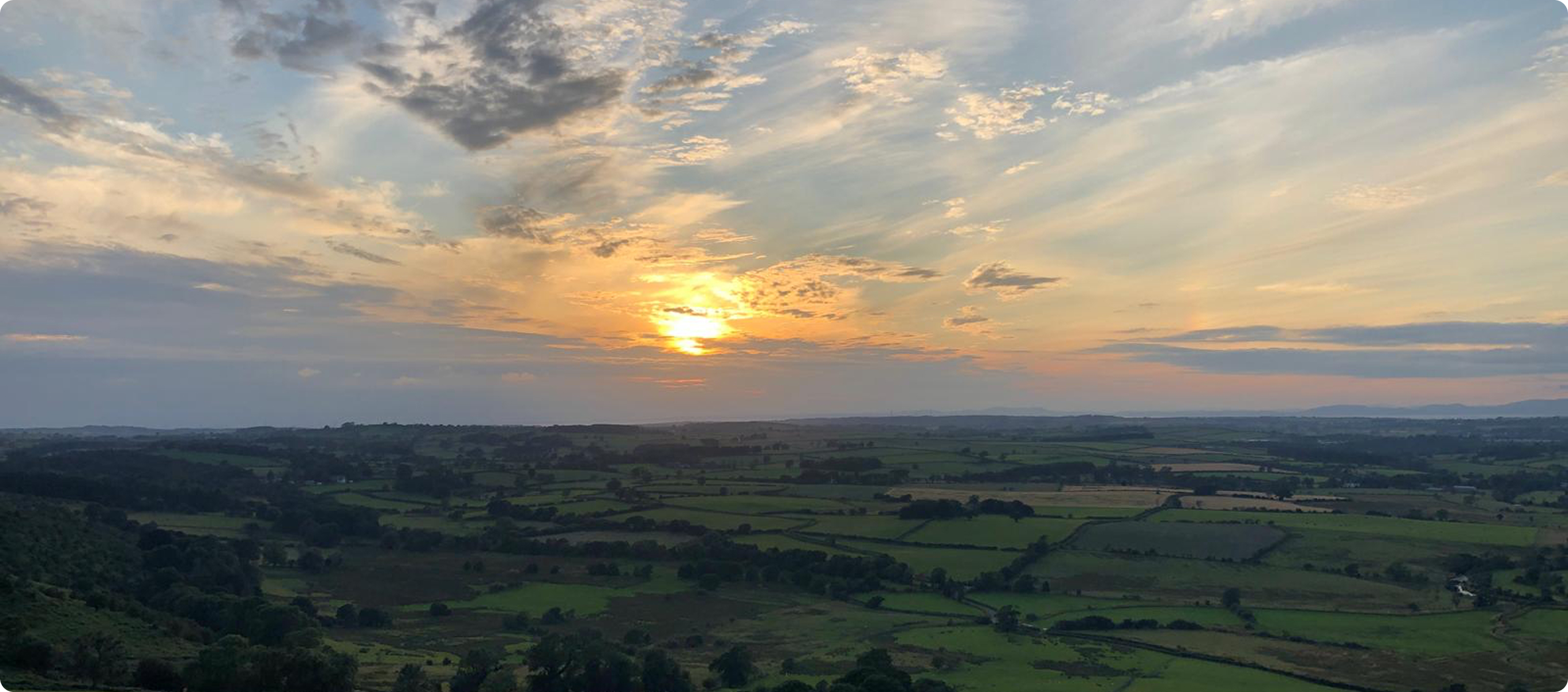 Sheep at sunset