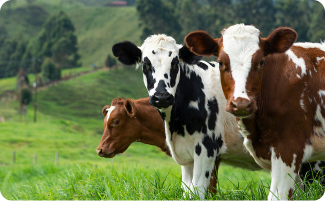 Norfolk cows