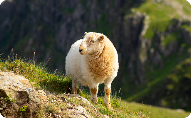Welsh sheep