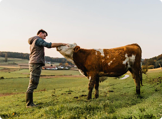 Cow pat